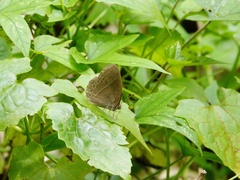 Mycalesis janardana