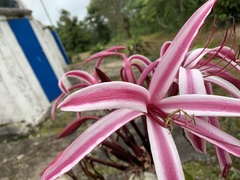 Crinum