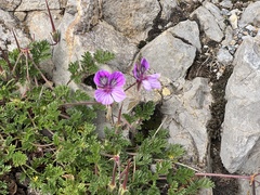 Erodium glandulosum