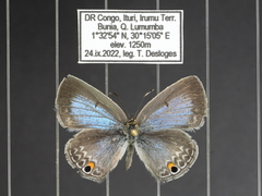 Euchrysops malathana