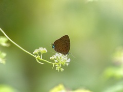 Arhopala