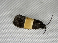 Epinotia bicolor