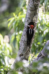 Campephilus guatemalensis