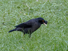 Acridotheres cristatellus