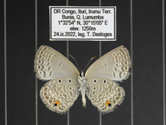 Euchrysops malathana