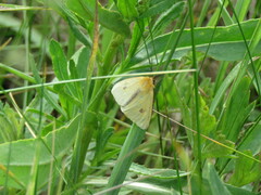 Diacrisia sannio