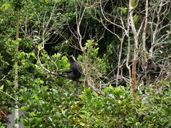 Trachypithecus obscurus