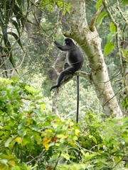 Trachypithecus obscurus