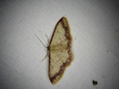 Idaea impexa
