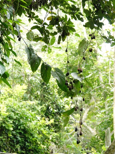 Image of Aristolochia acuminata by (c) Cheongweei Gan, some rights reserved (CC BY)