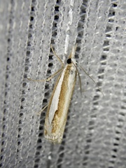 Crambus argyrophorus