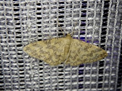Idaea auricruda