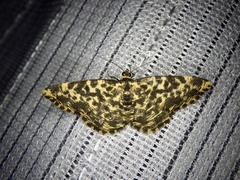 Monocerotesa lutearia