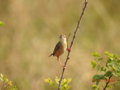 Cisticola juncidis