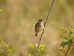 Cisticola juncidis