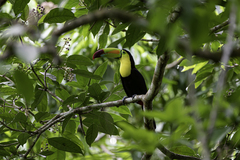 Ramphastos sulfuratus