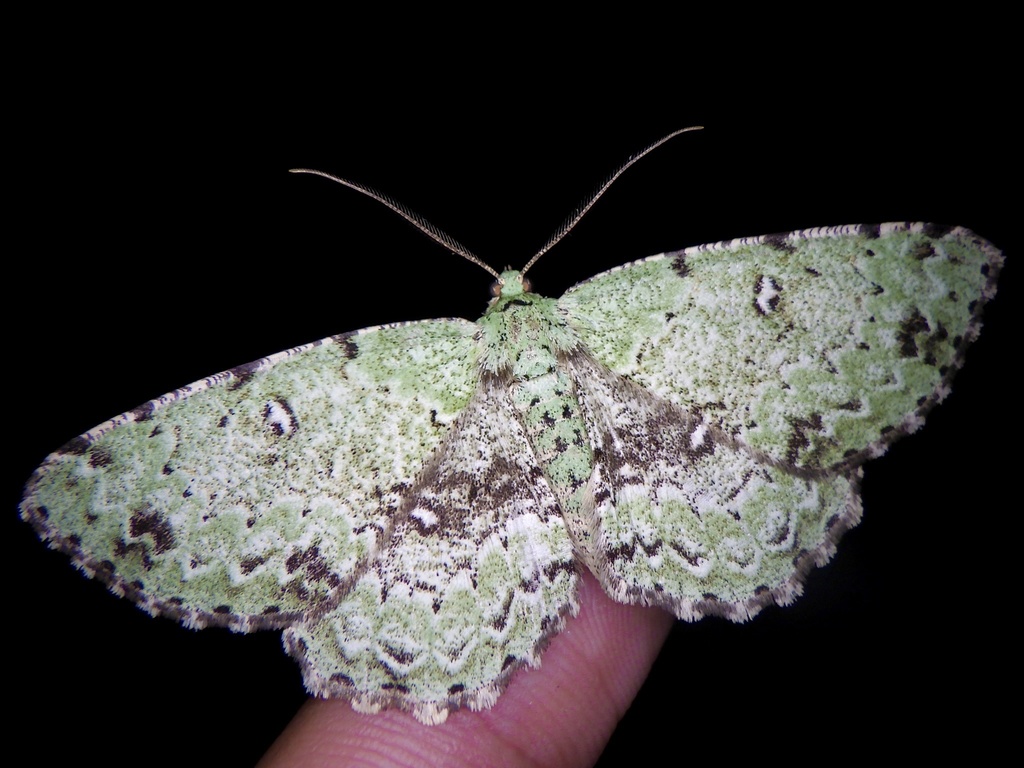 Parapercnia irrorataria