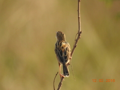 Cisticola juncidis