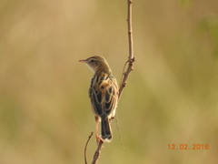 Cisticola juncidis