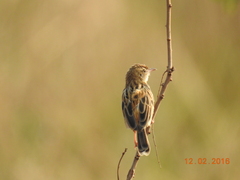 Cisticola juncidis