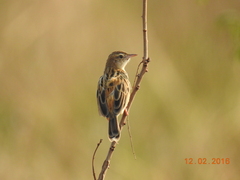 Cisticola juncidis