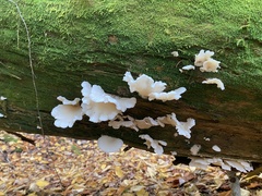 Pleurocybella porrigens