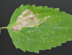 Liriomyza carphephori