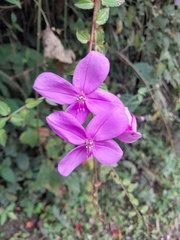 Melastomeae