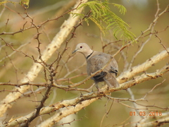 Streptopelia decaocto