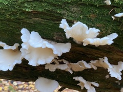 Pleurocybella porrigens