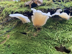 Pleurocybella porrigens