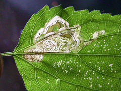 Liriomyza carphephori