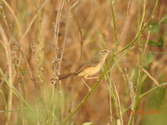 Prinia inornata