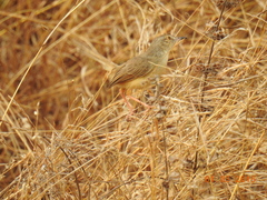Prinia inornata
