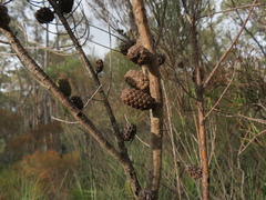 Allocasuarina verticillata