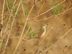 Prinia inornata