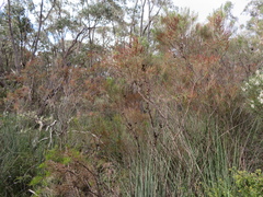 Allocasuarina verticillata