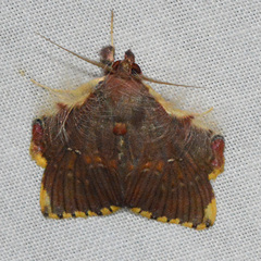 Sosxetra grata