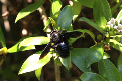 Xylocopa
