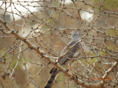 Accipiter badius