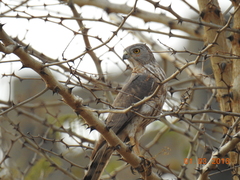 Accipiter badius