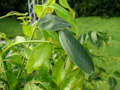 Choeradodis rhombicollis