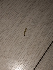 Insecta