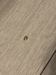 Insecta