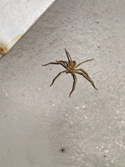 Olios sericeus