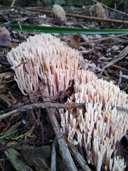 Ramaria stricta
