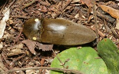Pyrophorus