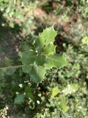 Quercus coccifera