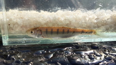 Opsaridium peringueyi
