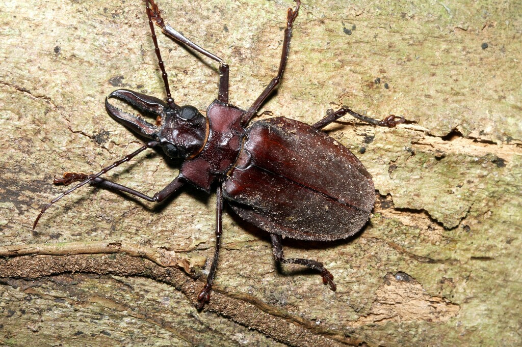 Macrodontia crenata